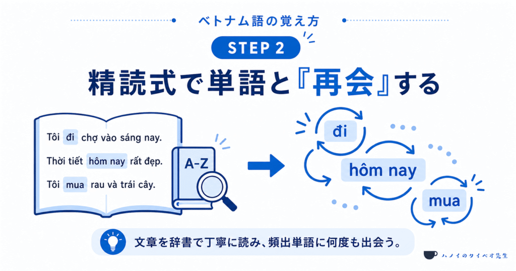ベトナム語学習のステップ2「精読式」の解説図解。文章を辞書で丁寧に読み、頻出単語に何度も出会う（再会する）ことで語彙力を高めるプロセスを説明しています。